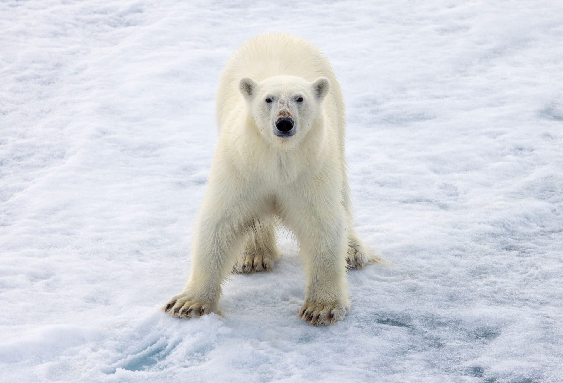 Polar Bear Kingdom