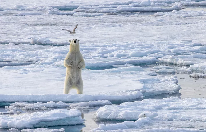 Polar bears in the wild